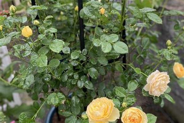 月季为何会掉花蕾，使用浓肥或氮肥过量会影响花蕾发育