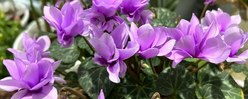 春节什么花开的旺，有杜鹃花、仙客来等