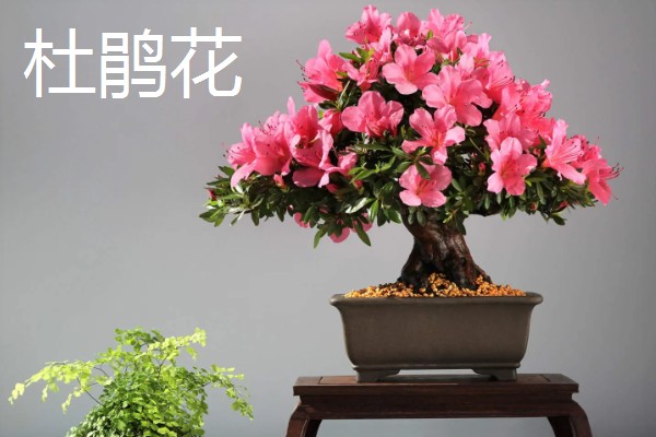 春节什么花开的旺，有杜鹃花、仙客来等