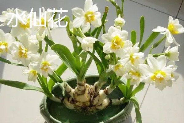 春节什么花开的旺，有杜鹃花、仙客来等