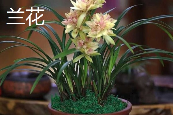 春节什么花开的旺，有杜鹃花、仙客来等