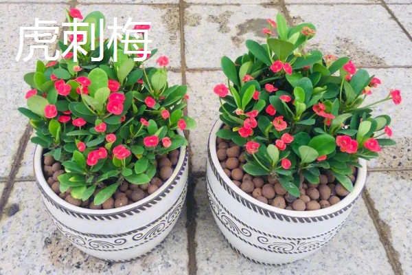 春节什么花开的旺，有杜鹃花、仙客来等