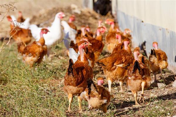 鸡啄毛吃的原因,大多是因为营养不良所致