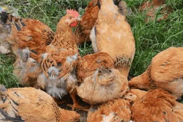 鸡啄毛吃的原因,大多是因为营养不良所致