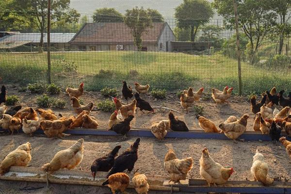 鸡啄毛吃的原因,大多是因为营养不良所致