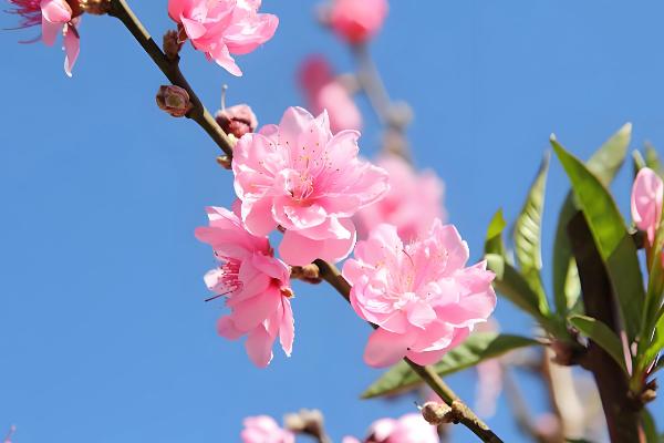 红杏花的形态特点，其花朵单生在枝条上