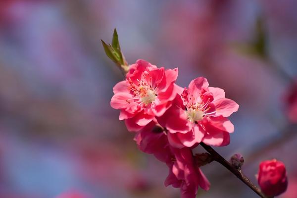 红杏花的形态特点，其花朵单生在枝条上