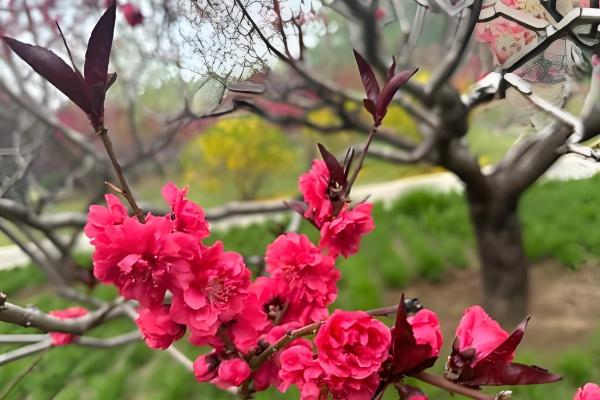 红杏花的形态特点，其花朵单生在枝条上