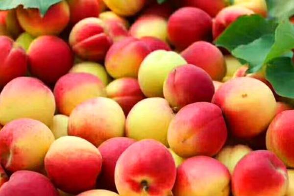 红杏花的形态特点，其花朵单生在枝条上