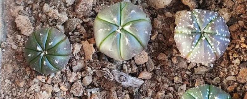 无根星兜生根发根的方法，生根之前要做好保湿工作