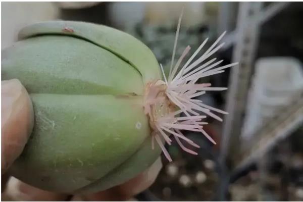 无根星兜生根发根的方法,生根之前要做好保湿工作