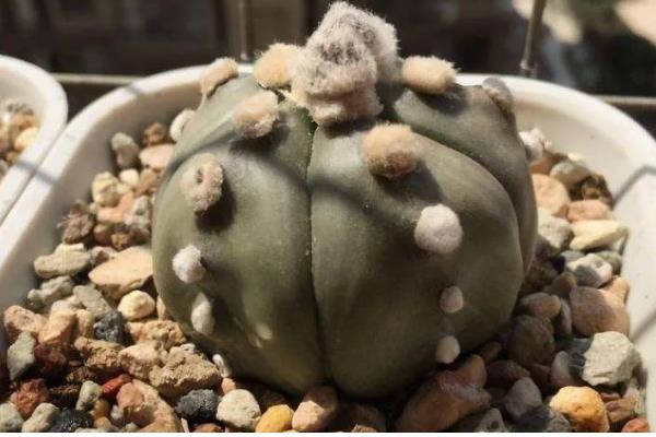 无根星兜生根发根的方法,生根之前要做好保湿工作