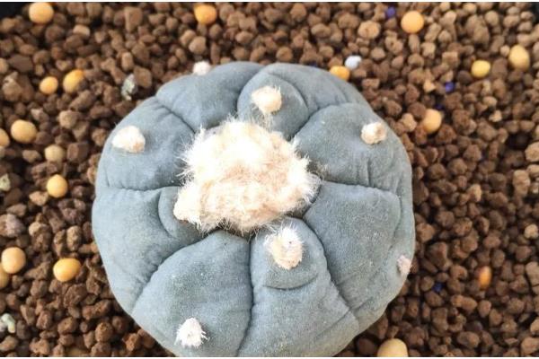 无根星兜生根发根的方法,生根之前要做好保湿工作