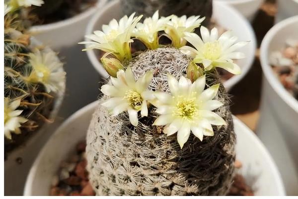 无根星兜生根发根的方法,生根之前要做好保湿工作