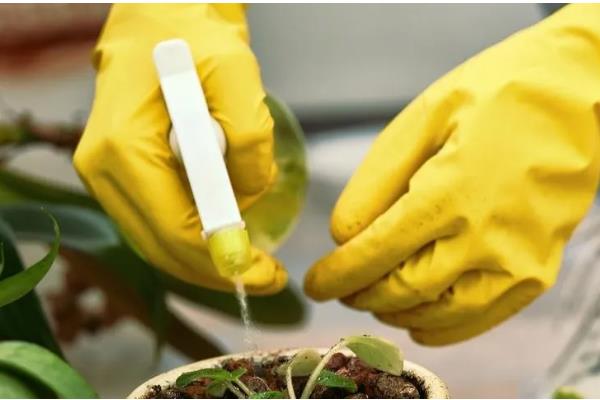 无根星兜生根发根的方法,生根之前要做好保湿工作