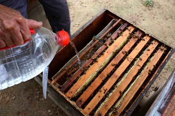 蜜蜂的春繁管理技术,春繁期间一定要保证蜂多于脾