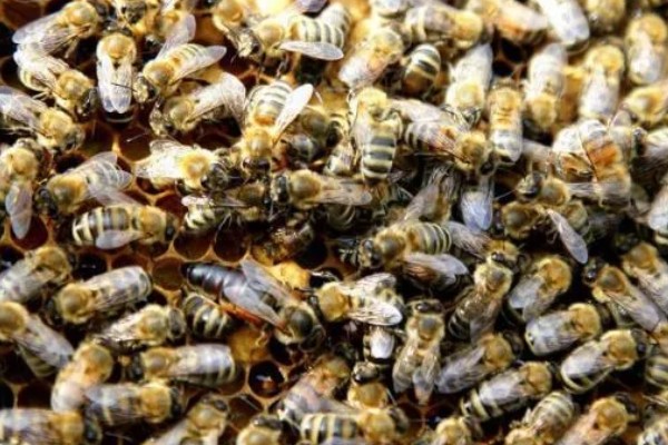蜜蜂的春繁管理技术,春繁期间一定要保证蜂多于脾