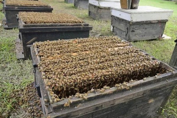 蜜蜂的春繁管理技术,春繁期间一定要保证蜂多于脾