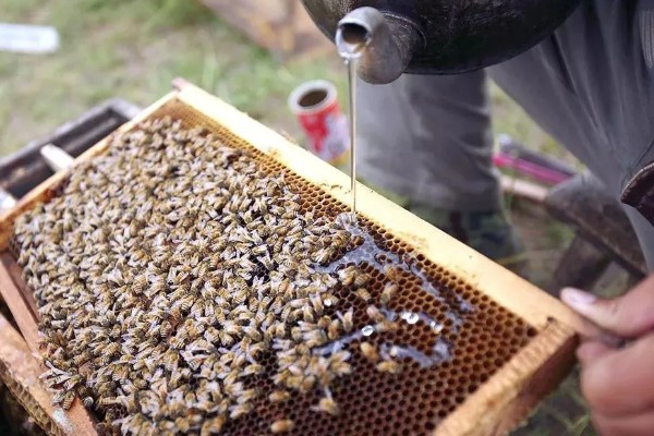 蜜蜂的春繁管理技术,春繁期间一定要保证蜂多于脾