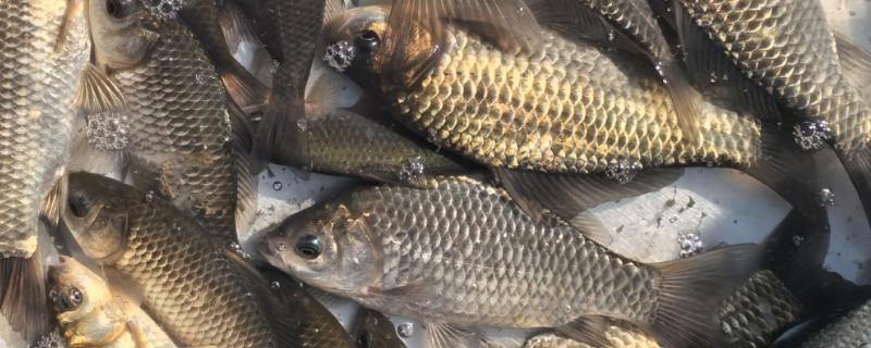 鲫鱼尾部红线虫怎样处理，可以用镊子拔出