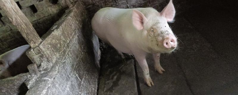 家猪是不是野猪驯化而来，野猪经过长期的圈养驯化就变成了家猪