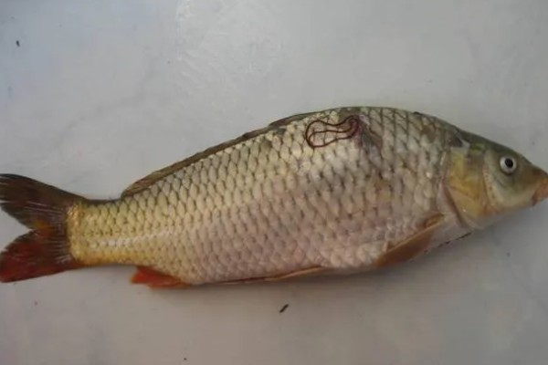 鲫鱼尾部红线虫怎样处理，可以用镊子拔出