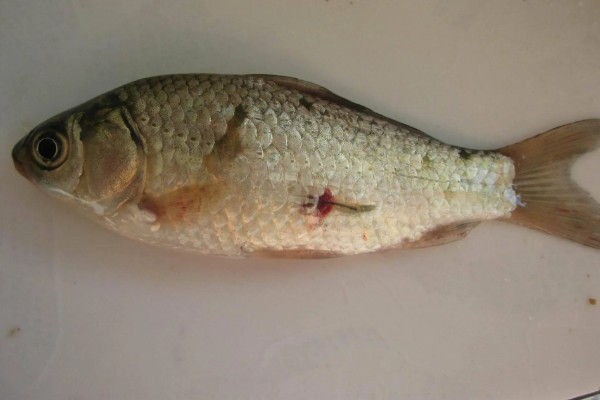 鲫鱼尾部红线虫怎样处理，可以用镊子拔出