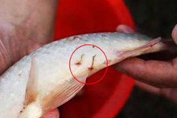 鲫鱼尾部红线虫怎样处理，可以用镊子拔出