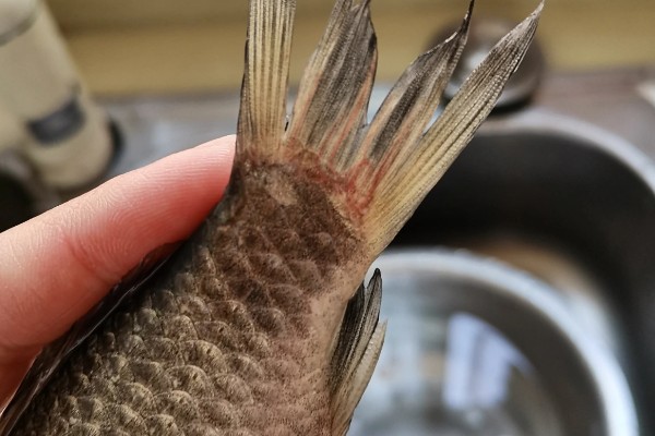 鲫鱼尾部红线虫怎样处理，可以用镊子拔出