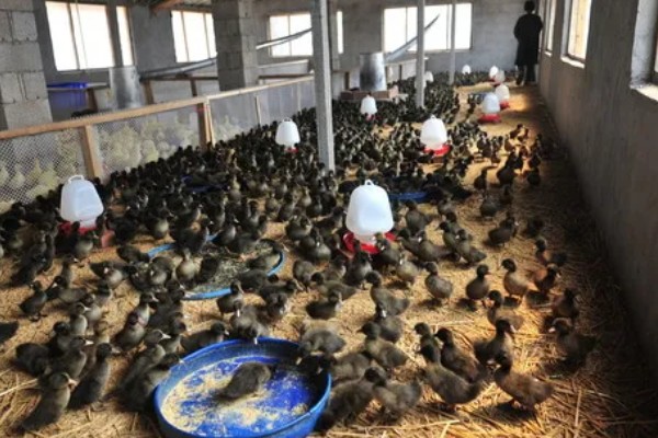 怎么养殖火鸭,根据日龄调整养殖密度