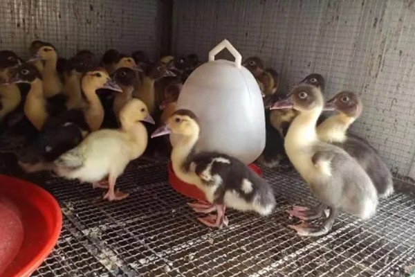 怎么养殖火鸭,根据日龄调整养殖密度