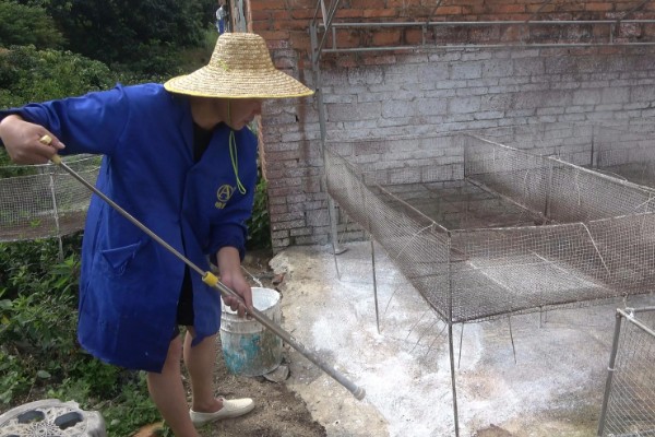 怎么养殖火鸭,根据日龄调整养殖密度
