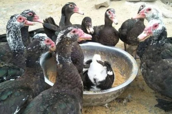 怎么养殖火鸭,根据日龄调整养殖密度