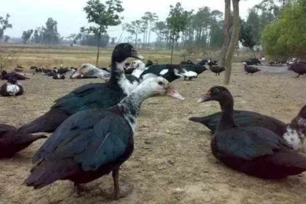 怎么养殖火鸭,根据日龄调整养殖密度