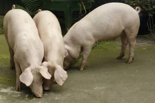 家猪是不是野猪驯化而来，野猪经过长期的圈养驯化就变成了家猪