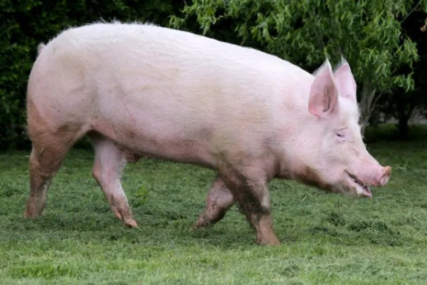 家猪是不是野猪驯化而来，野猪经过长期的圈养驯化就变成了家猪