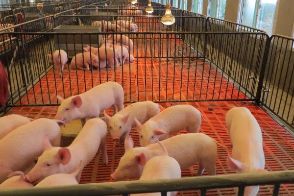 家猪是不是野猪驯化而来，野猪经过长期的圈养驯化就变成了家猪