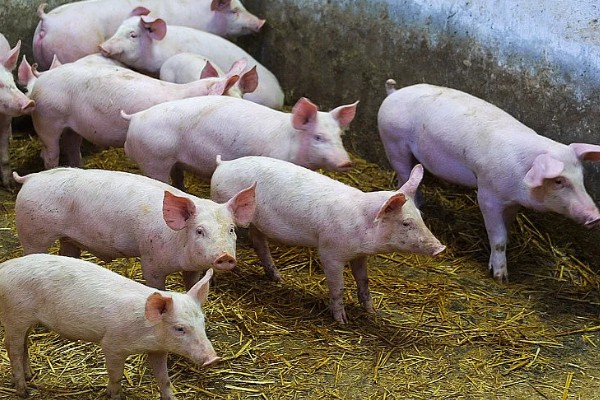 家猪是不是野猪驯化而来，野猪经过长期的圈养驯化就变成了家猪