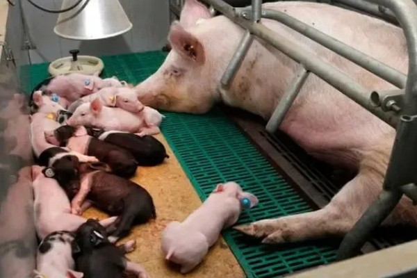 家猪是不是野猪驯化而来，野猪经过长期的圈养驯化就变成了家猪