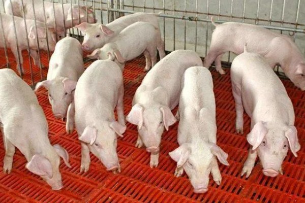 家猪是不是野猪驯化而来，野猪经过长期的圈养驯化就变成了家猪