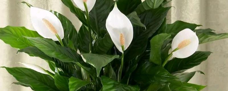 白掌为什么不开花，生长年限不够