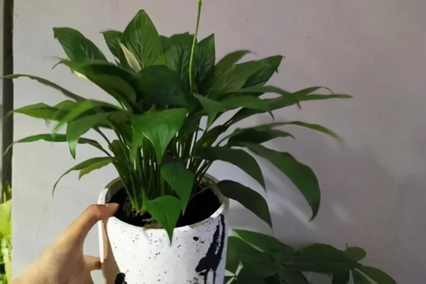 白掌为什么不开花，生长年限不够