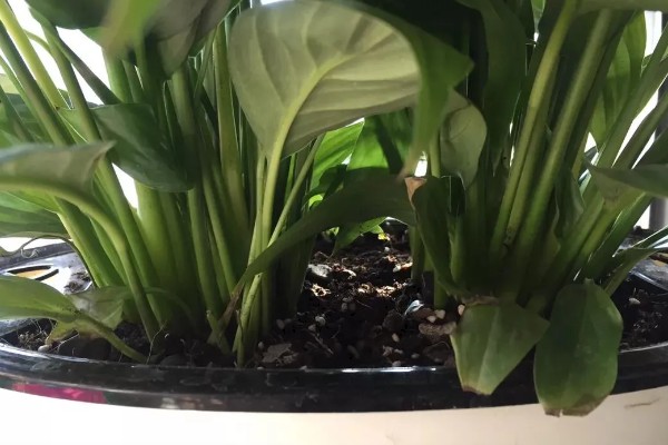 白掌为什么不开花，生长年限不够