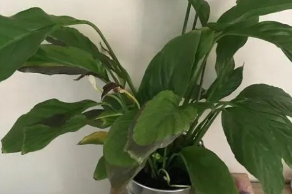 白掌为什么不开花，生长年限不够