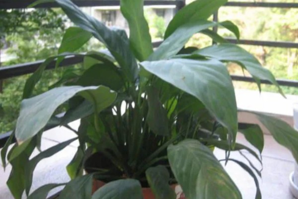 白掌为什么不开花，生长年限不够