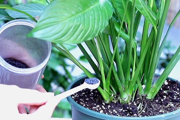 白掌为什么不开花，生长年限不够