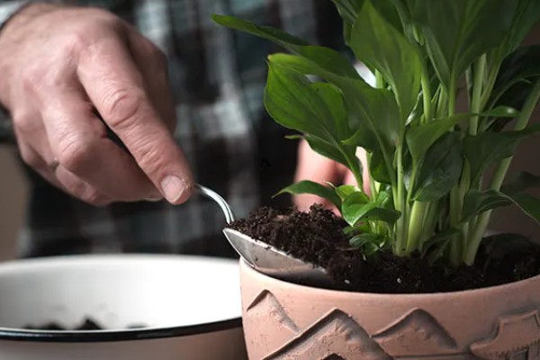 白掌为什么不开花，生长年限不够