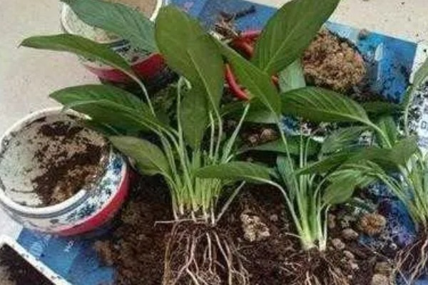 白掌为什么不开花，生长年限不够