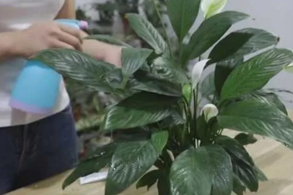 白掌为什么不开花，生长年限不够