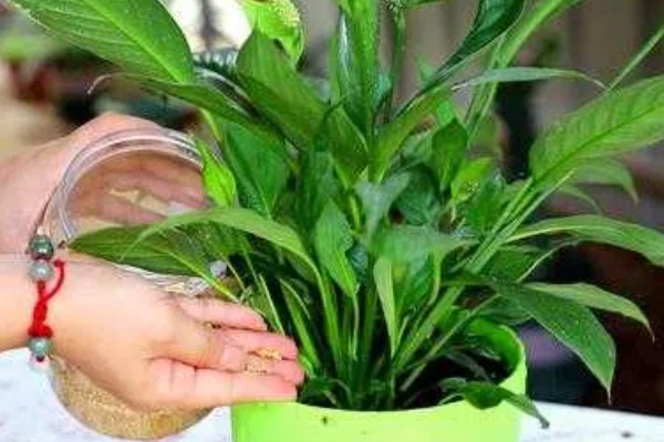 白掌为什么不开花，生长年限不够